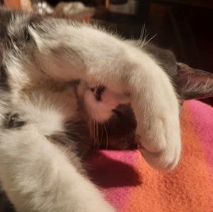 Meet your Posher, Travis